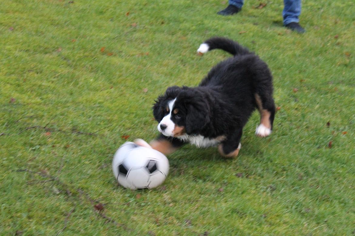 Berner sennenhund Saxo billede 6