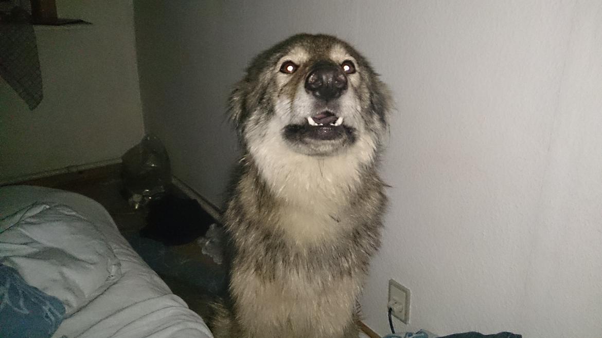 Tjekkoslovakisk ulvehund Aeika billede 18