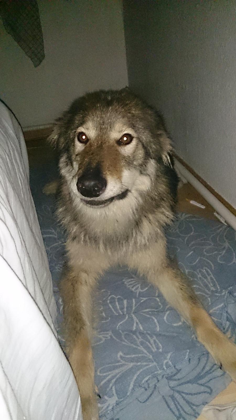 Tjekkoslovakisk ulvehund Aeika billede 19