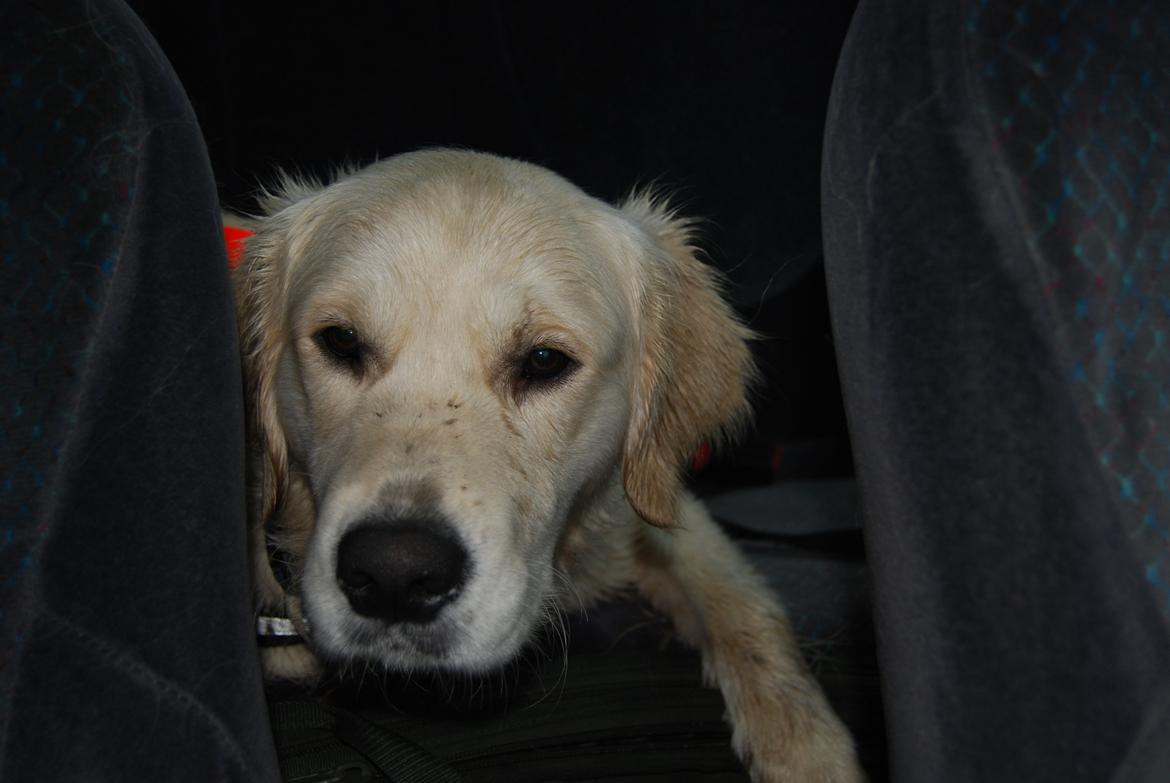 Golden retriever Bastian(Xabax) billede 39