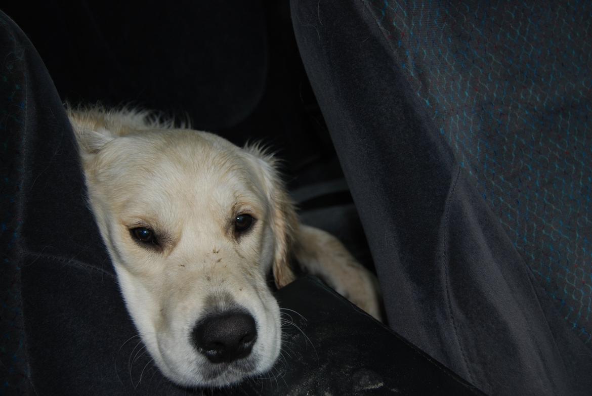 Golden retriever Bastian(Xabax) billede 40