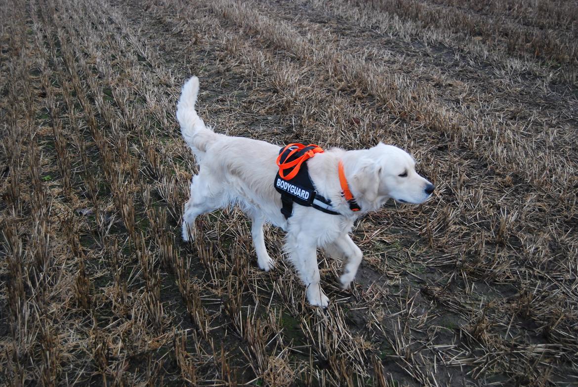 Golden retriever Bastian(Xabax) billede 41