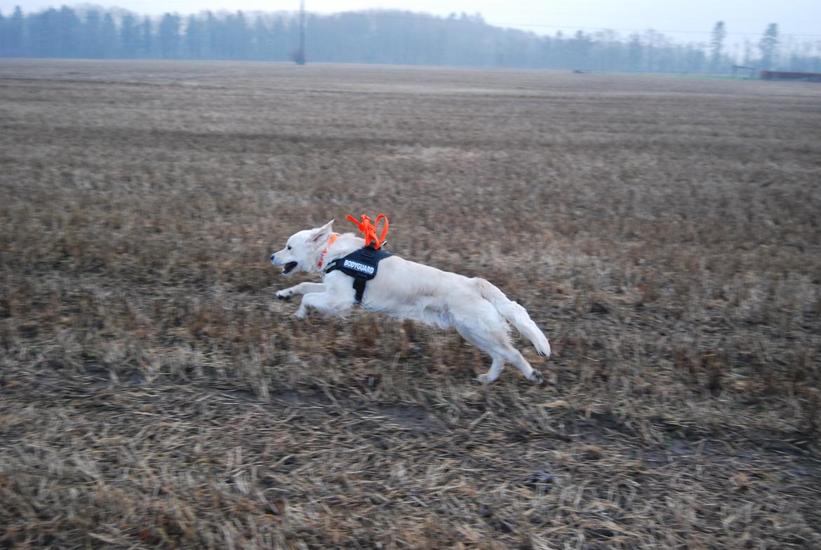 Golden retriever Bastian(Xabax) billede 42