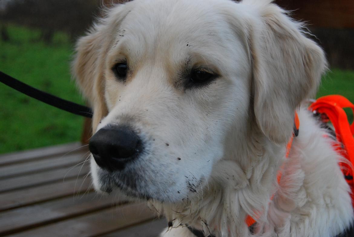 Golden retriever Bastian(Xabax) billede 43