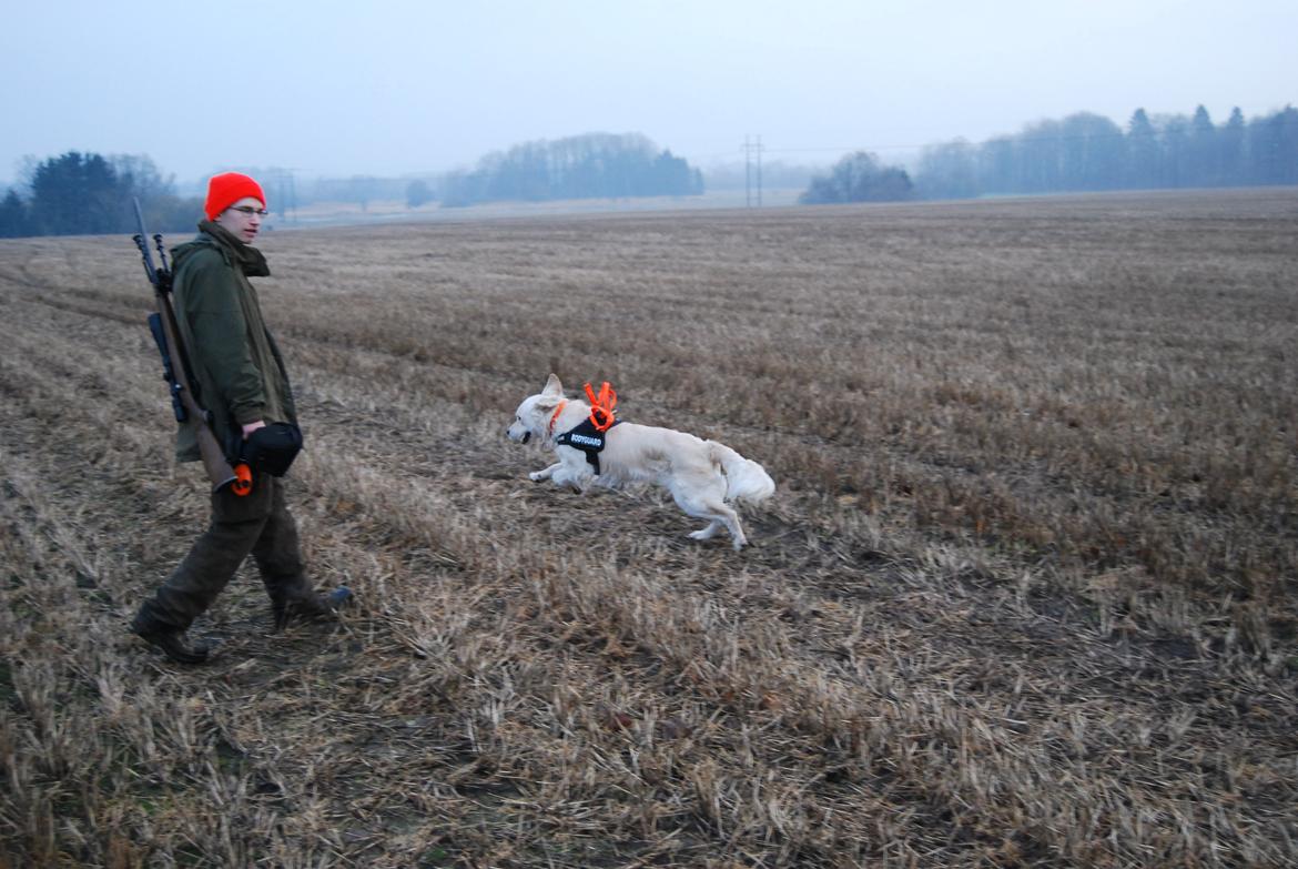 Golden retriever Bastian(Xabax) billede 44