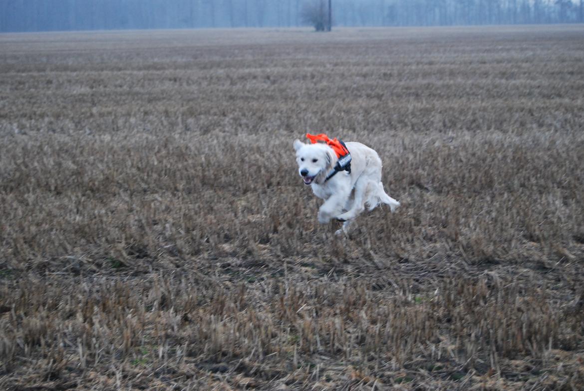 Golden retriever Bastian(Xabax) billede 45