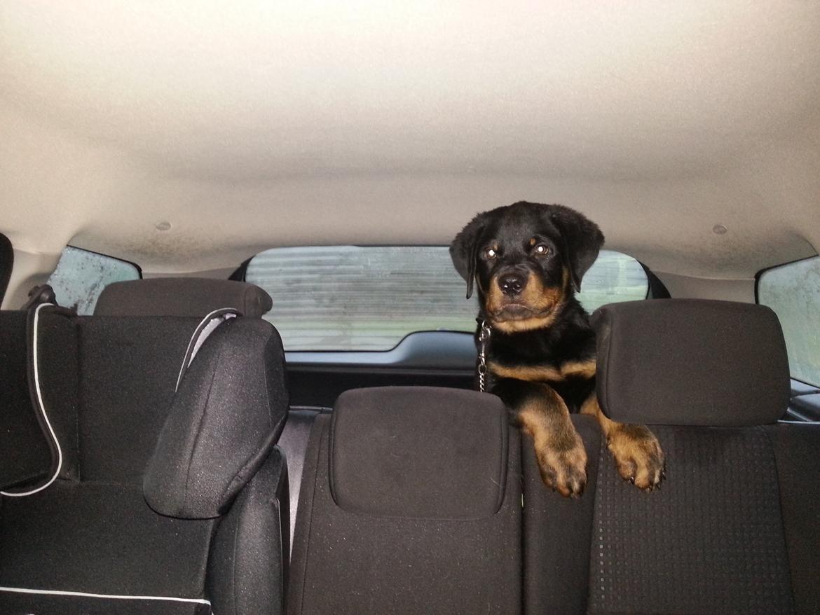 Rottweiler Vom Hause Desteny Loke - Med ude at køre - 11 uger billede 5