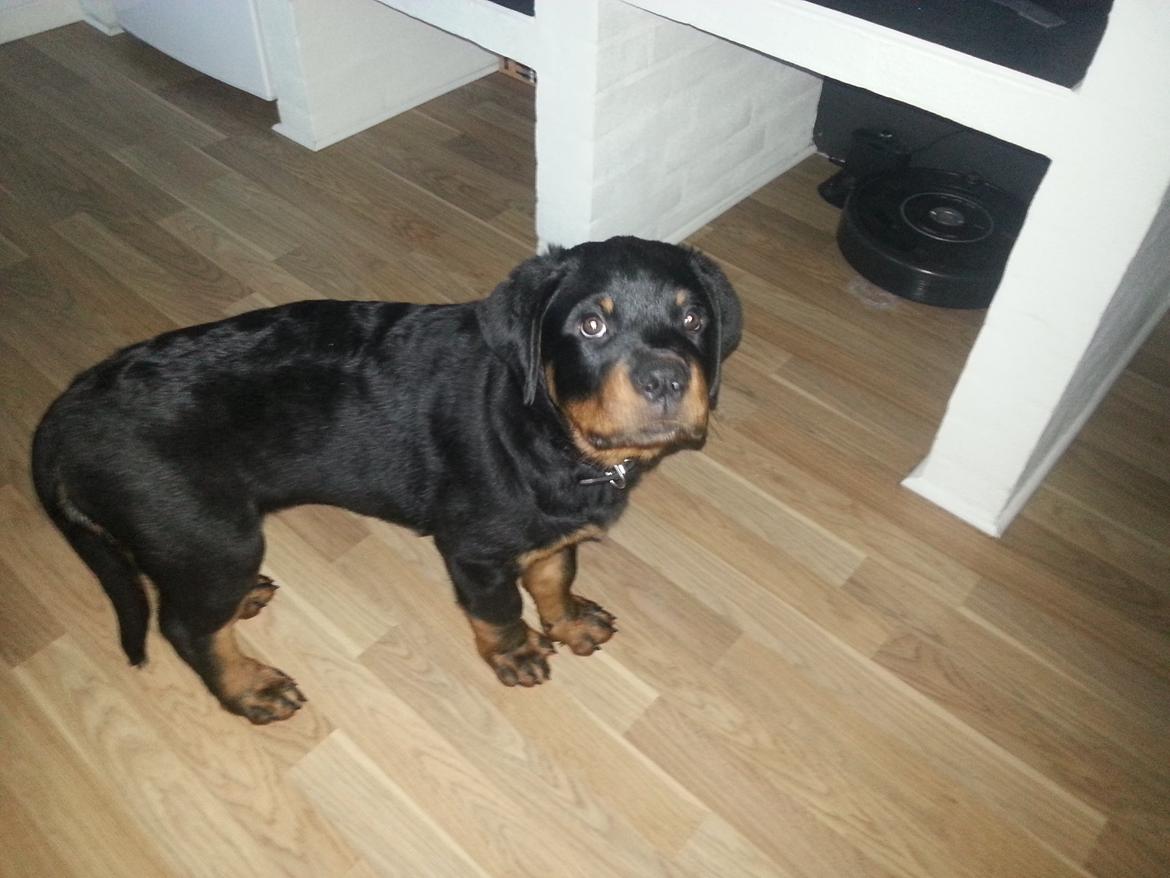 Rottweiler Vom Hause Desteny Loke - 11 uger billede 6