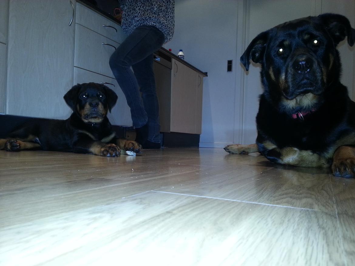 Rottweiler Vom Hause Desteny Loke - 12 uger sammen med Pippi billede 9