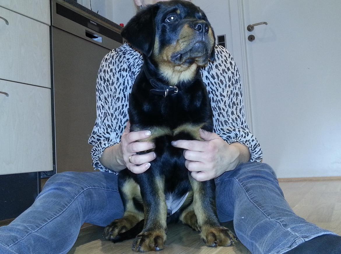 Rottweiler Vom Hause Desteny Loke - Sidder sammen med "Mor" billede 7