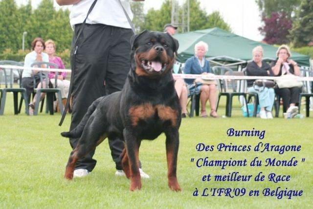 Rottweiler Vom Hause Desteny Loke - Morfar:  Burning des Princes d'Aragone billede 25