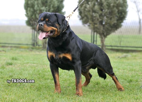 Rottweiler Vom Hause Desteny Loke - Farfar: Astor von Junipera billede 27
