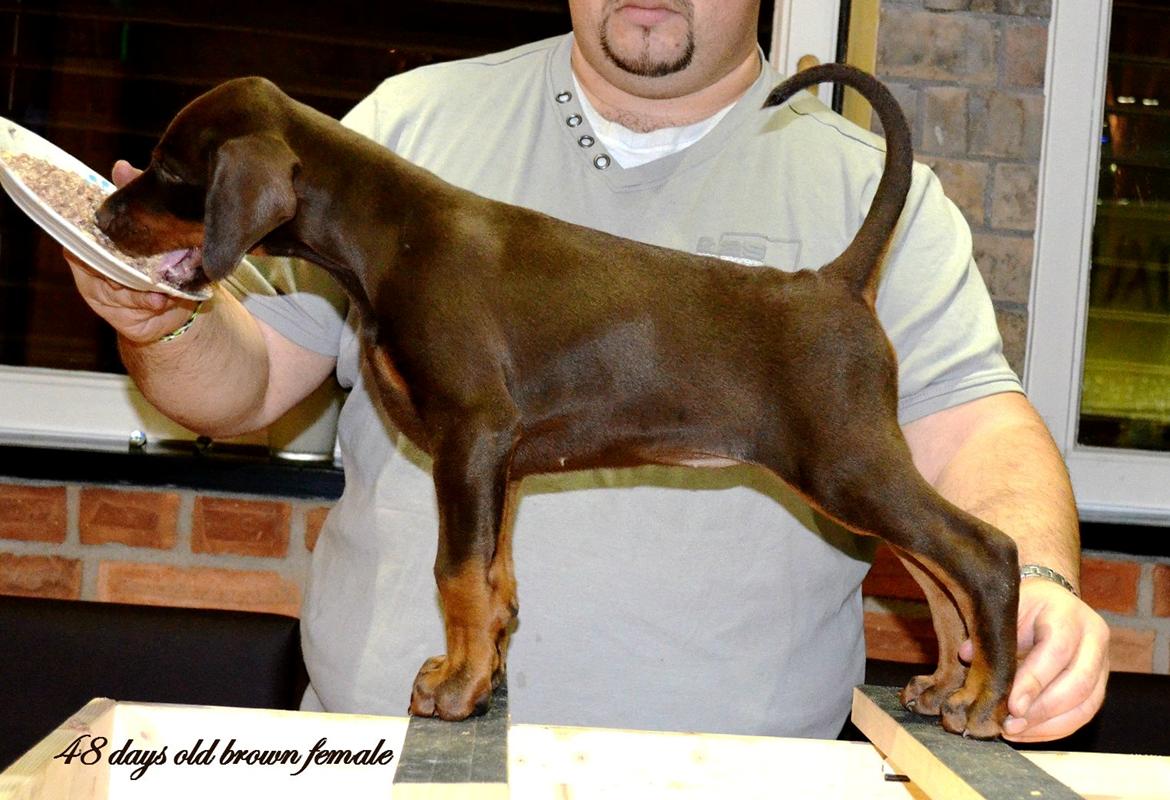 Dobermann LJCH From Island Korsika A Mill. $ Baby (Cocio) billede 15