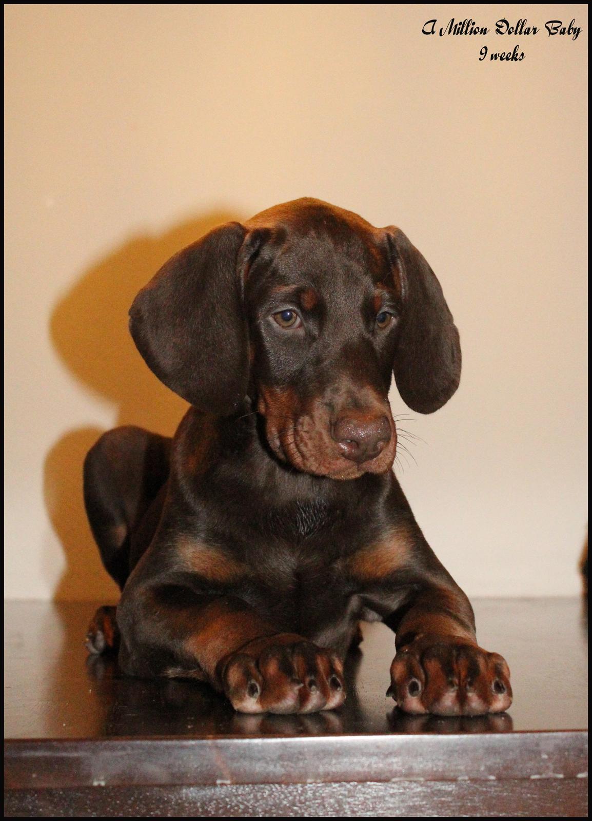 Dobermann LJCH From Island Korsika A Mill. $ Baby (Cocio) billede 16