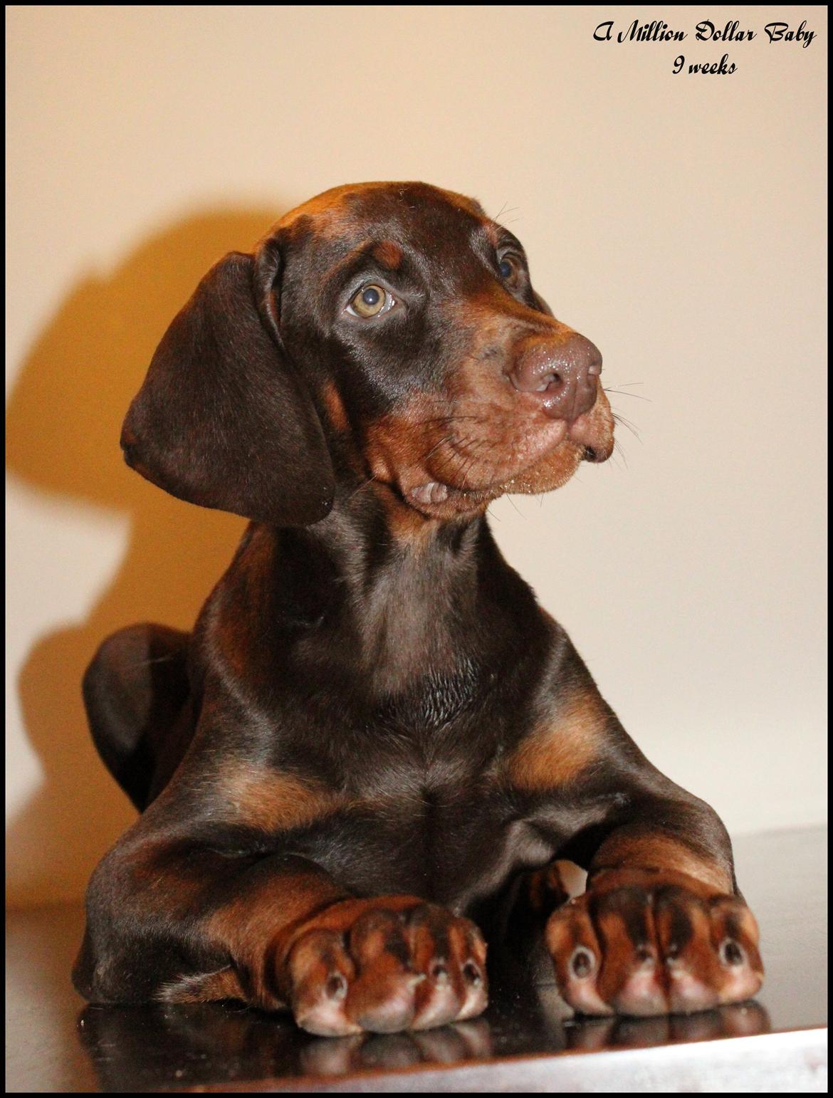 Dobermann LJCH From Island Korsika A Mill. $ Baby (Cocio) billede 17