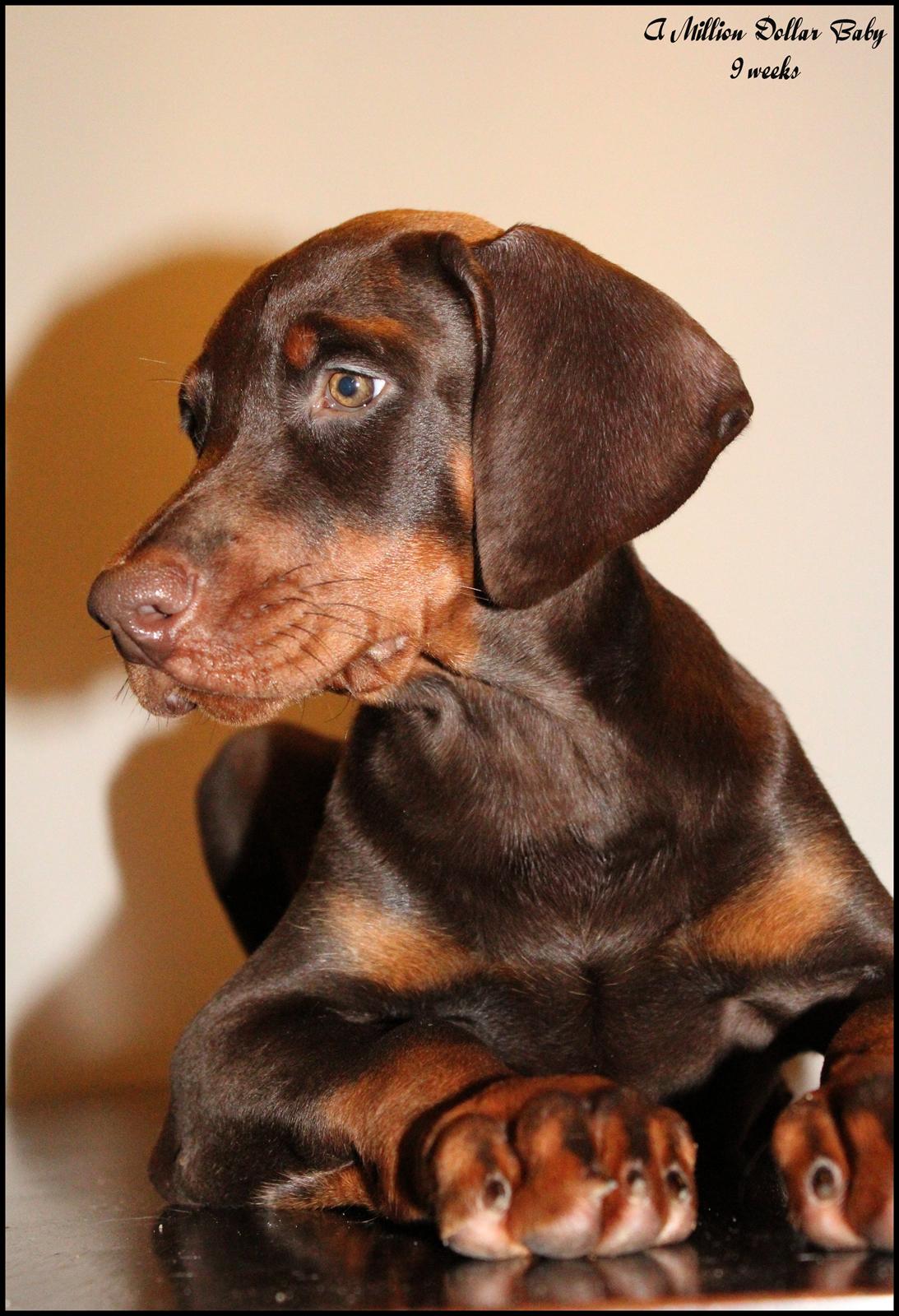 Dobermann LJCH From Island Korsika A Mill. $ Baby (Cocio) billede 14