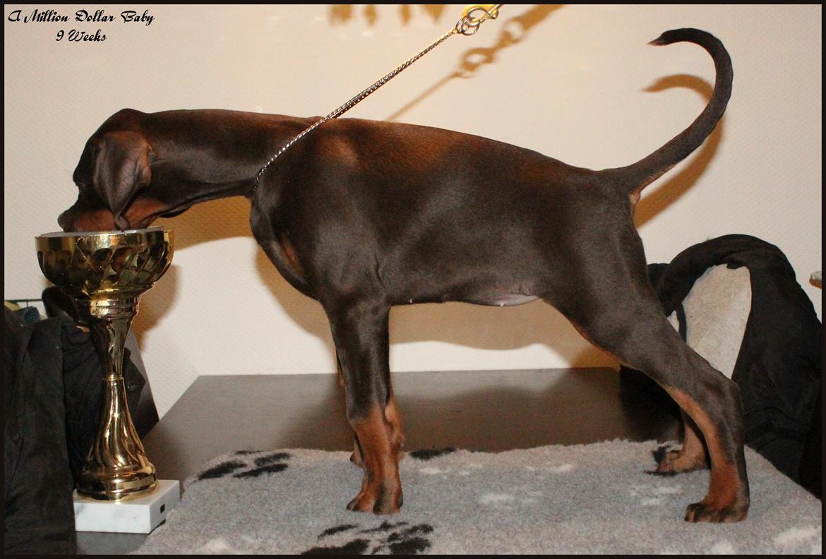 Dobermann LJCH From Island Korsika A Mill. $ Baby (Cocio) billede 18