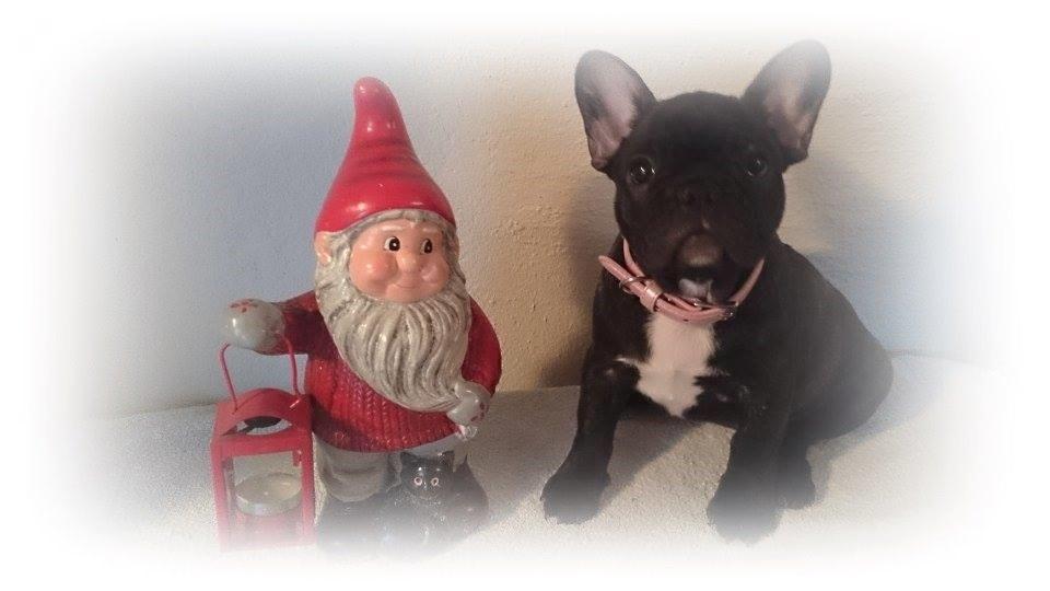 Fransk bulldog Daisy billede 1