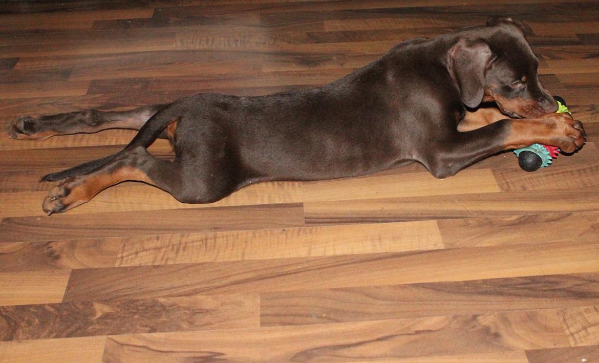 Dobermann LJCH From Island Korsika A Mill. $ Baby (Cocio) billede 19