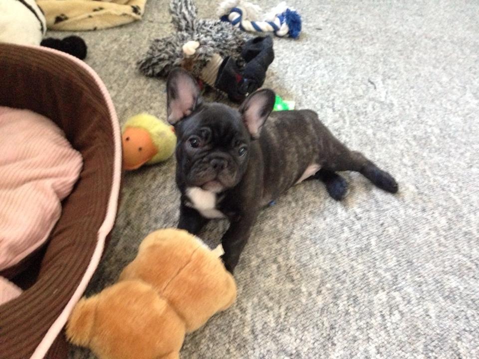 Fransk bulldog Daisy billede 2