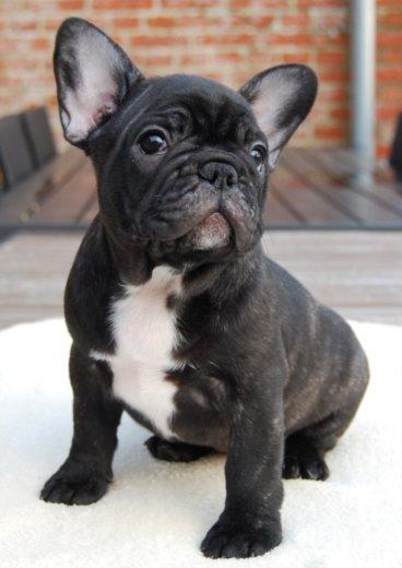 Fransk bulldog Daisy billede 3