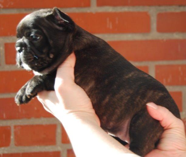 Fransk bulldog Daisy billede 4