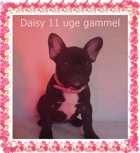 Fransk bulldog Daisy billede 5