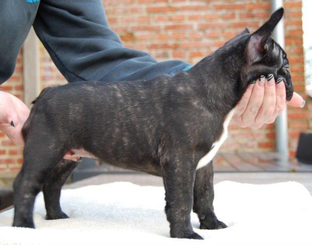 Fransk bulldog Daisy billede 6