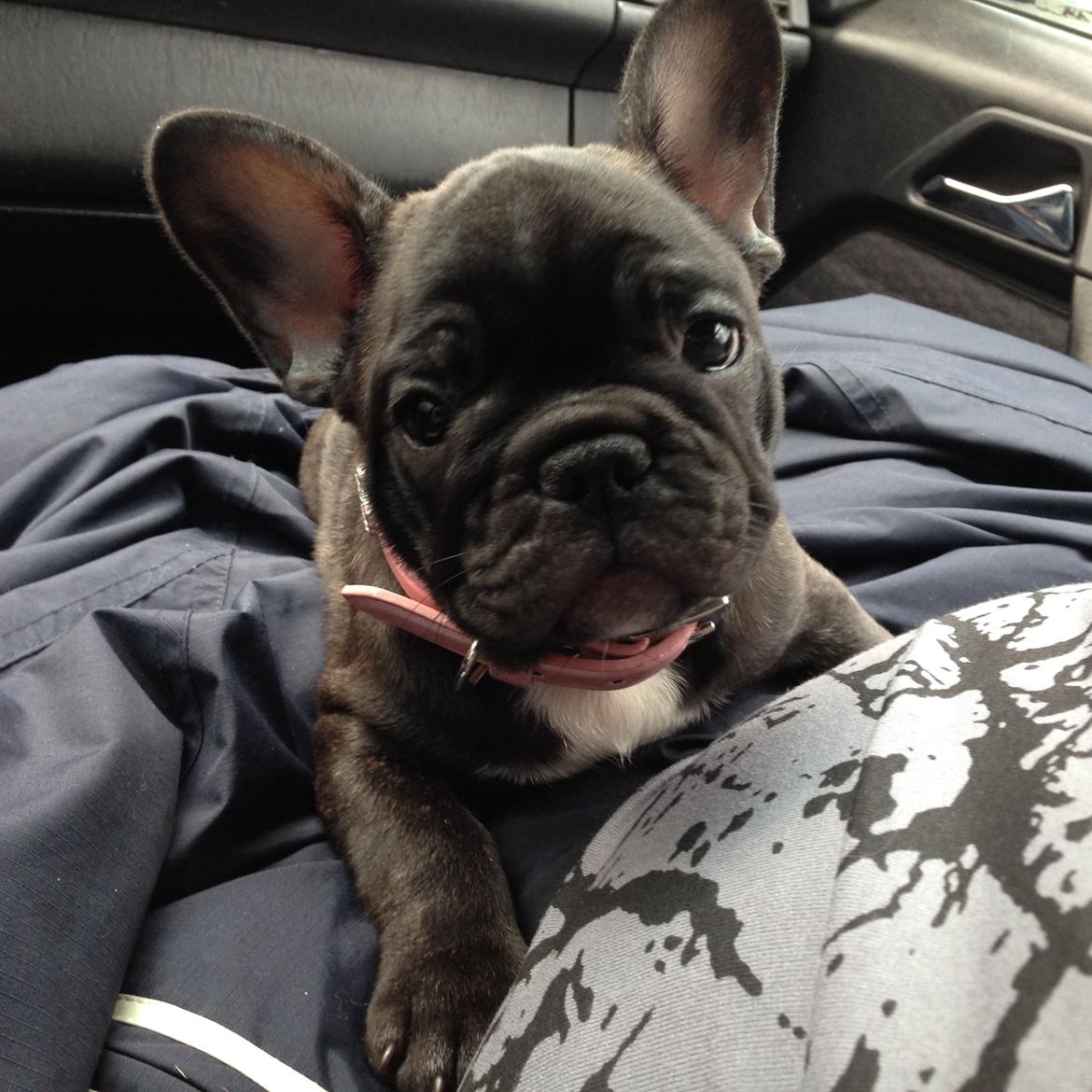 Fransk bulldog Daisy billede 7