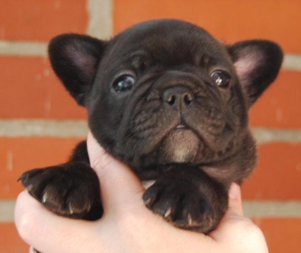 Fransk bulldog Daisy billede 8