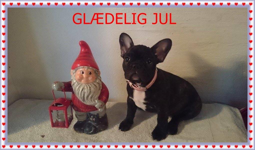 Fransk bulldog Daisy billede 9