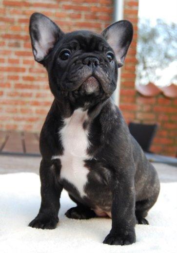 Fransk bulldog Daisy billede 10