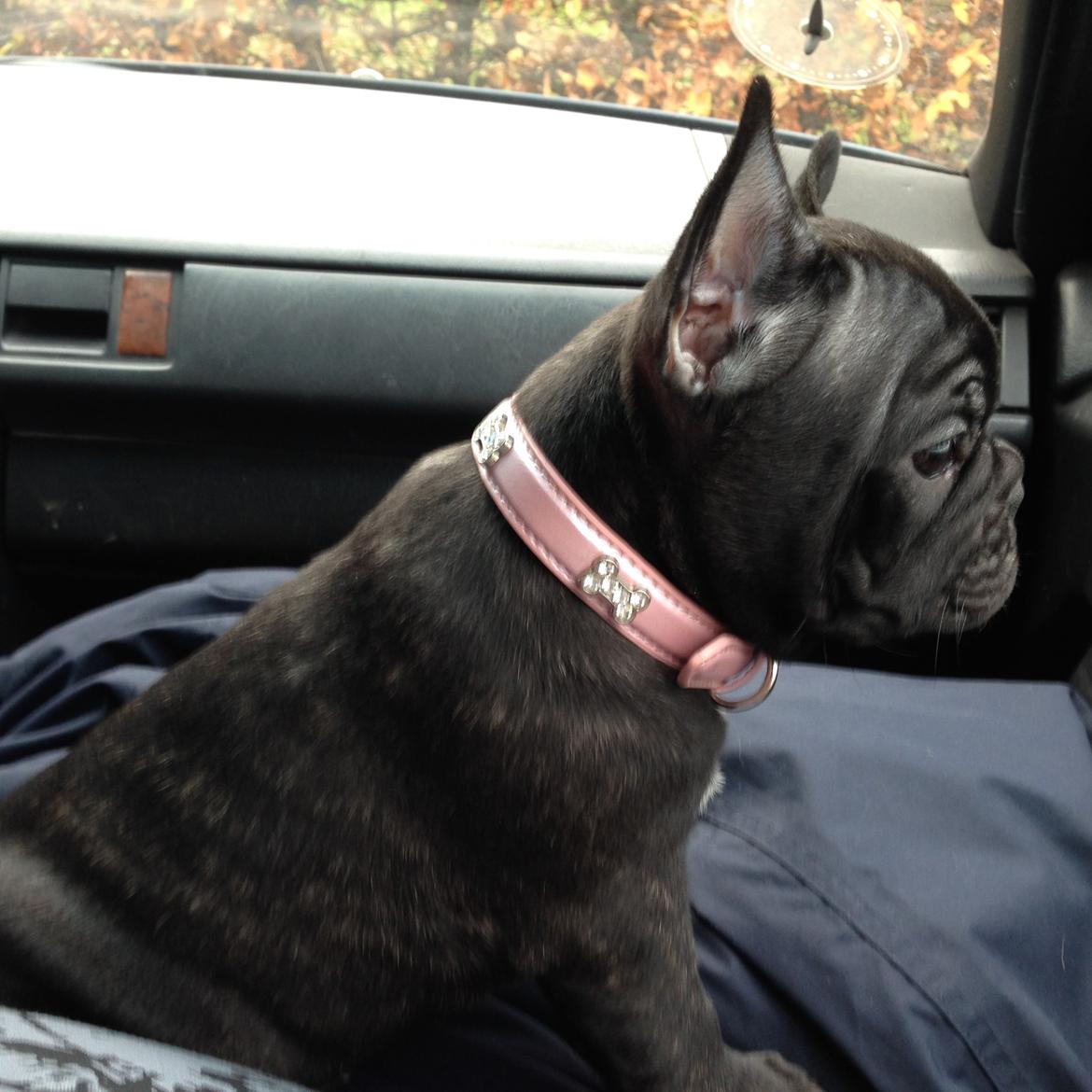 Fransk bulldog Daisy billede 11