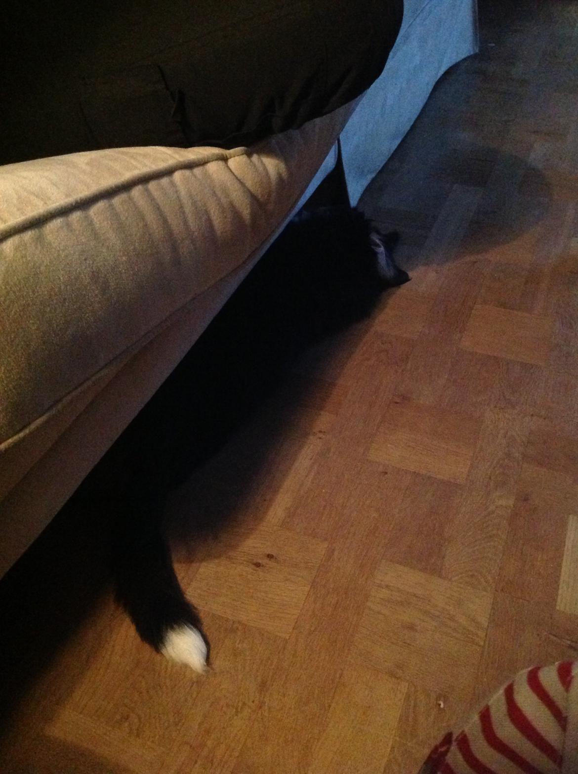 Berner sennenhund Saxo billede 7