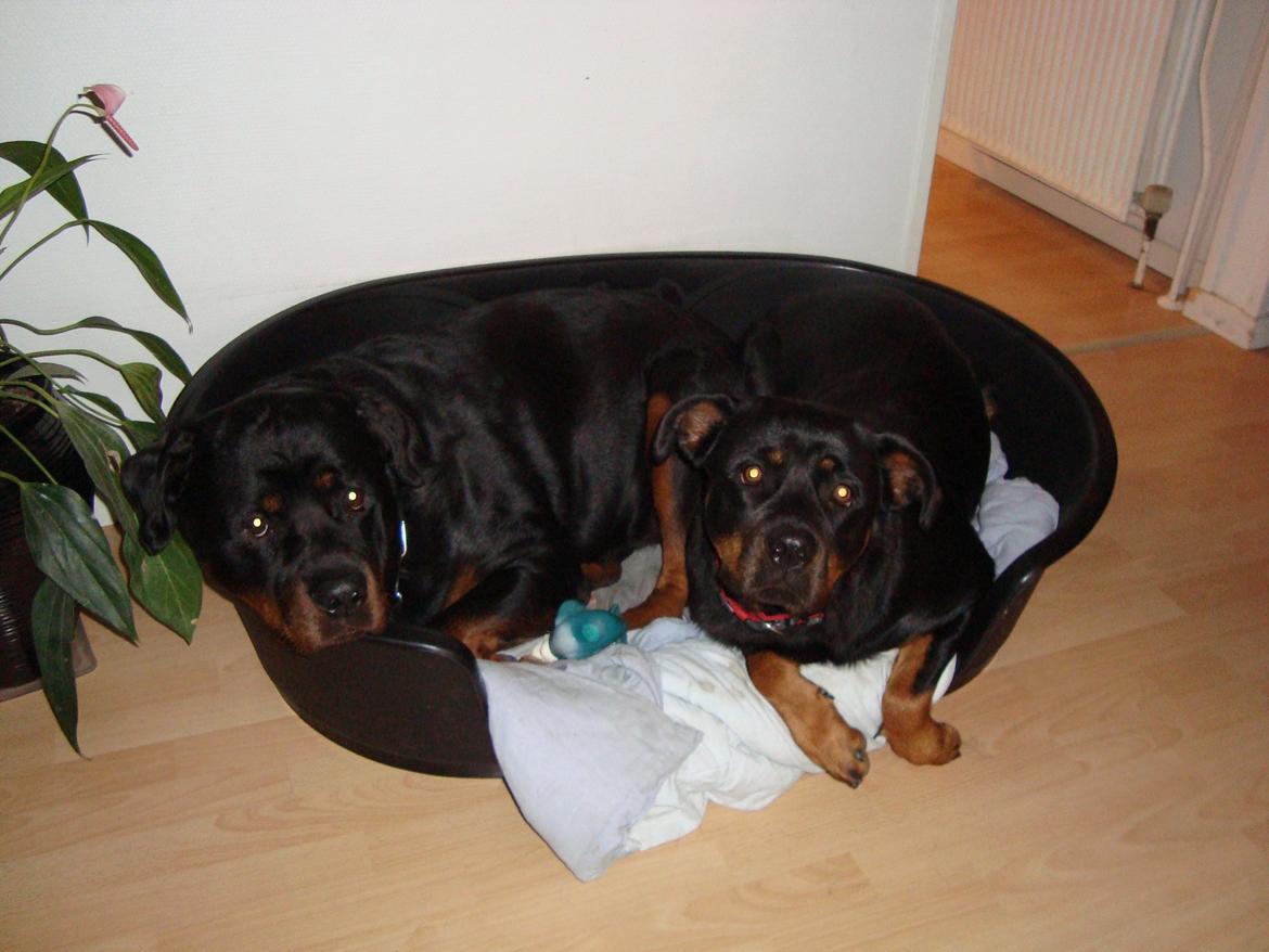 Rottweiler Pippi - Pippi og Basse billede 9