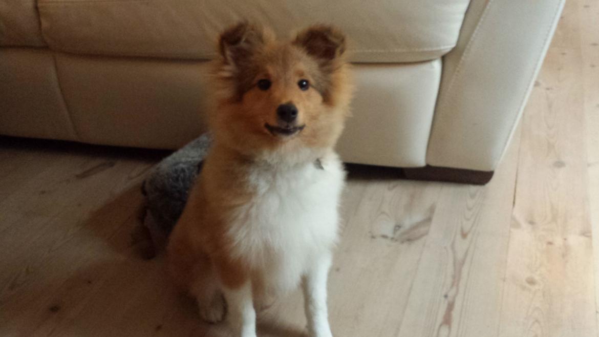 Shetland sheepdog Tarzan billede 1