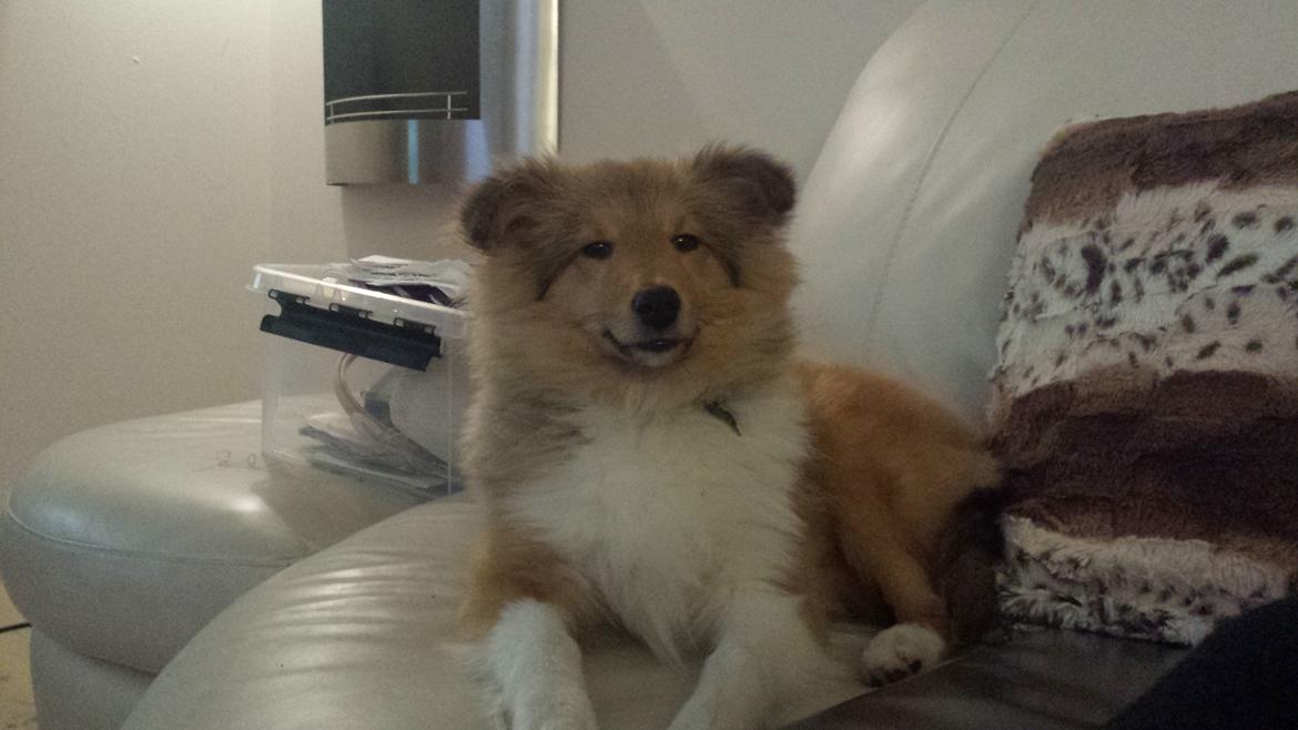 Shetland sheepdog Tarzan billede 2