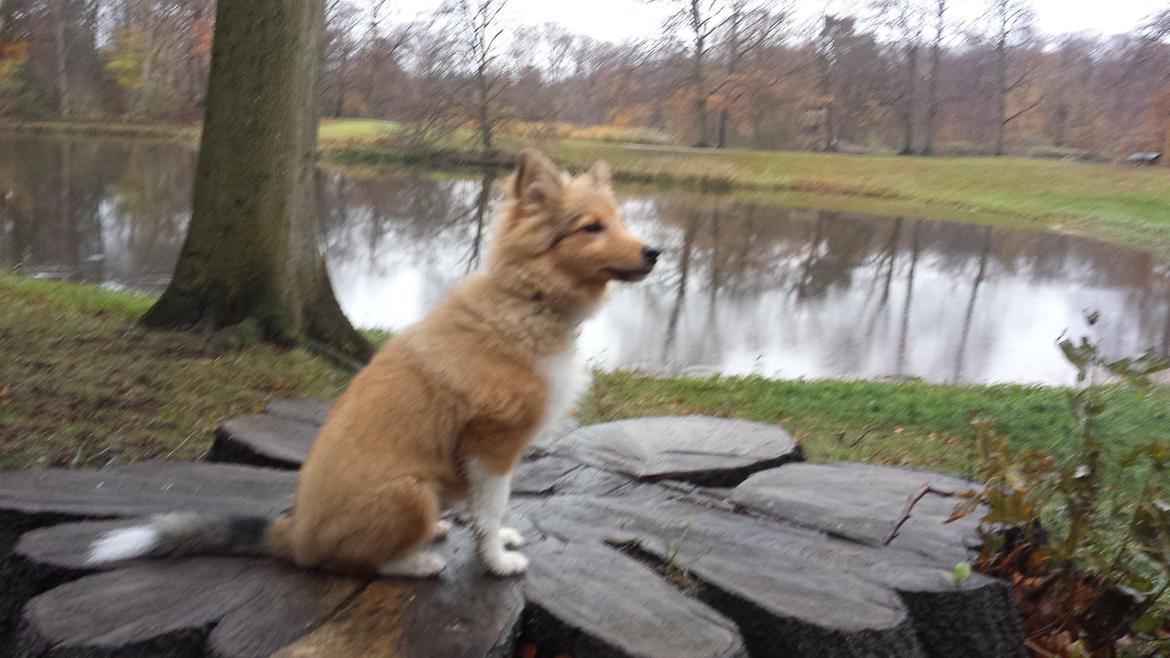 Shetland sheepdog Tarzan billede 3