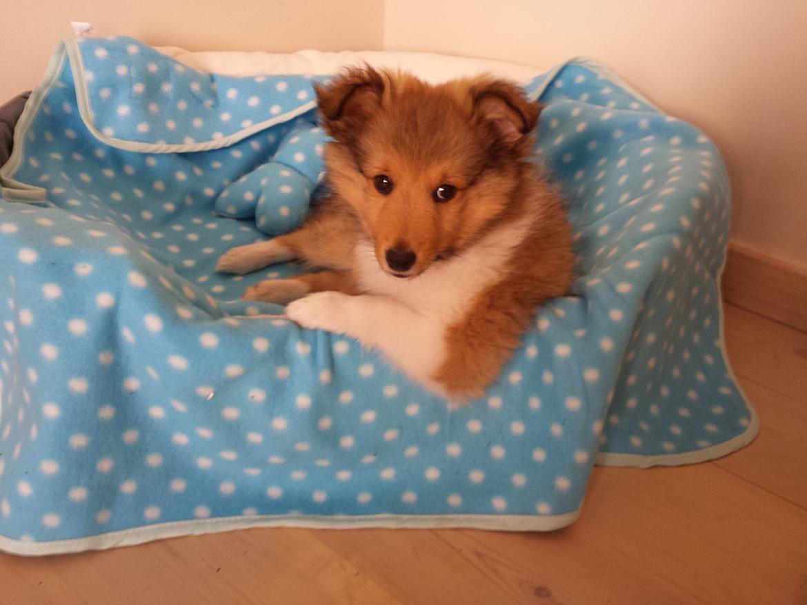 Shetland sheepdog Tarzan billede 4