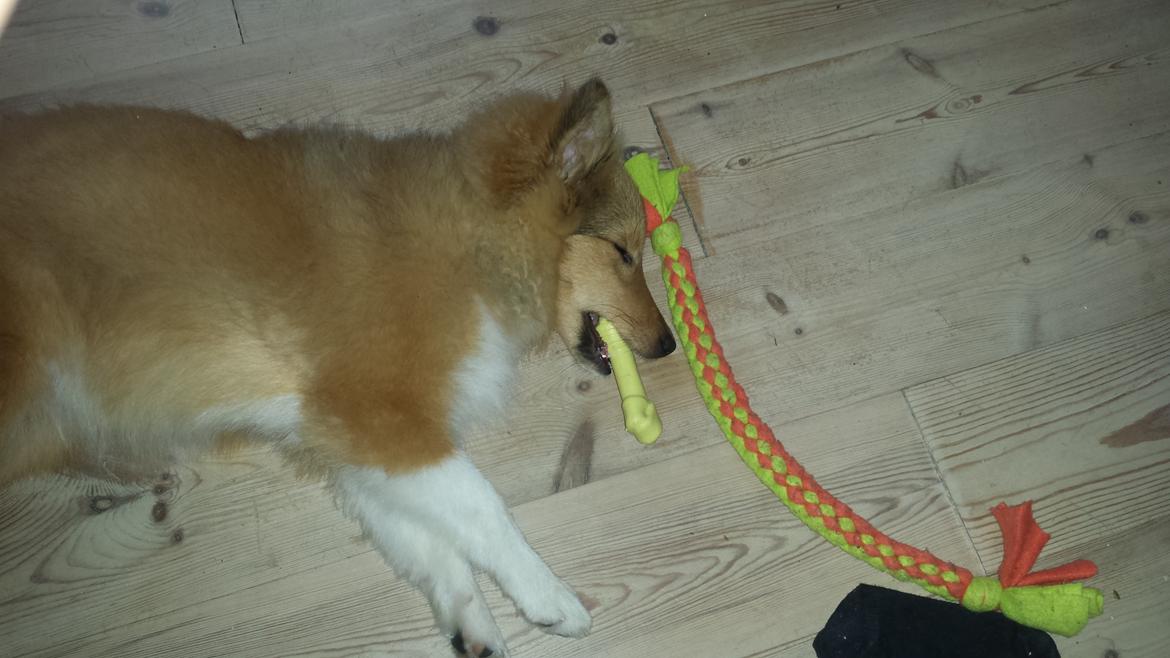 Shetland sheepdog Tarzan billede 5