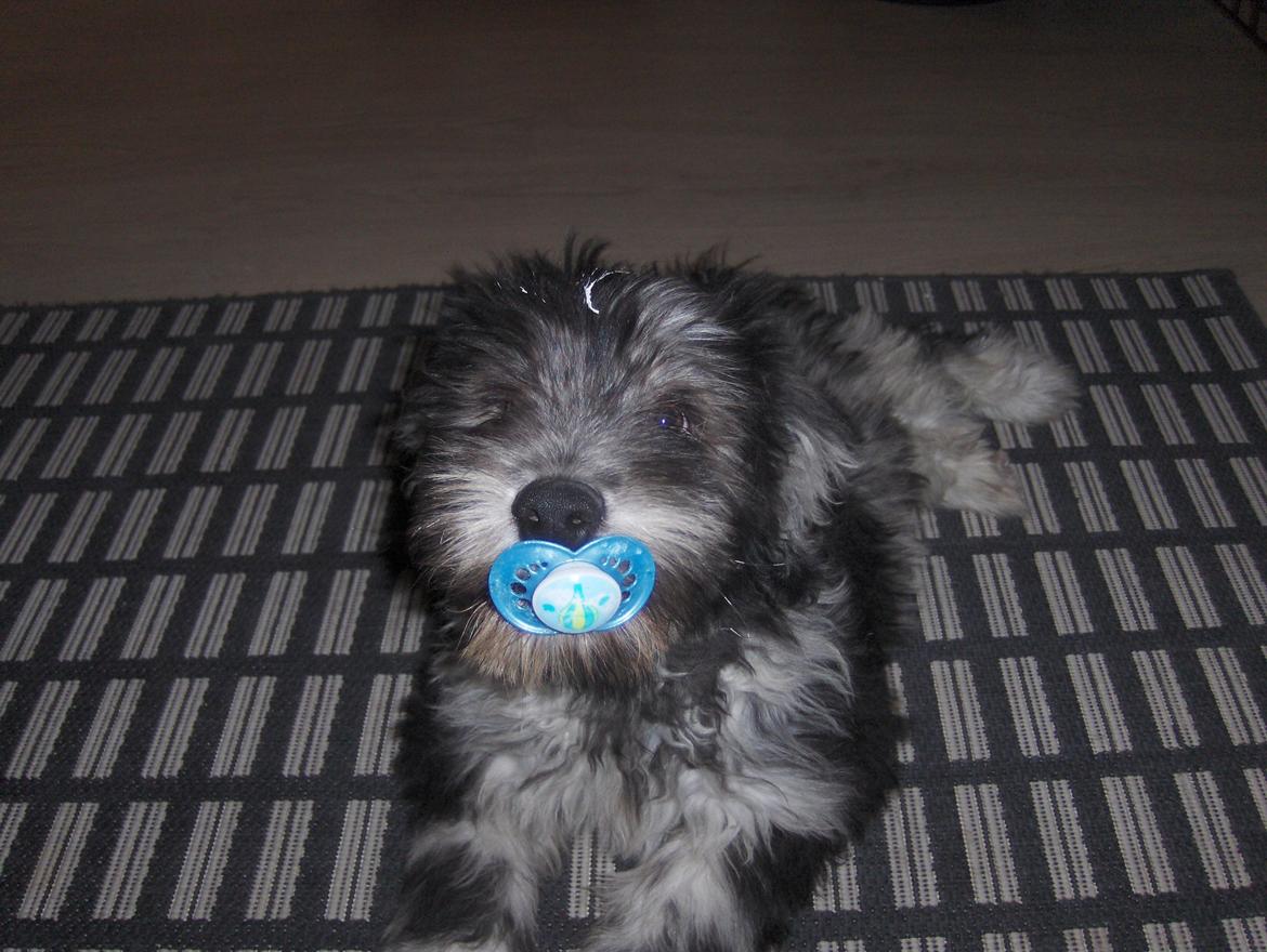 Cane Da Pastore Bergamasco Kaldenavn "Cane" billede 4