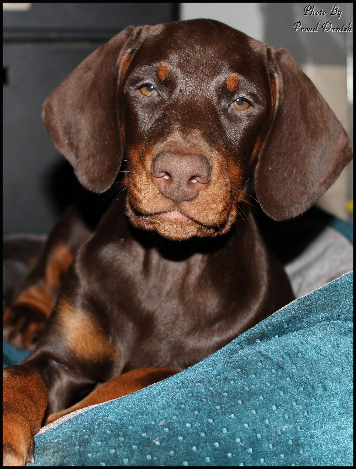 Dobermann LJCH From Island Korsika A Mill. $ Baby (Cocio) billede 20