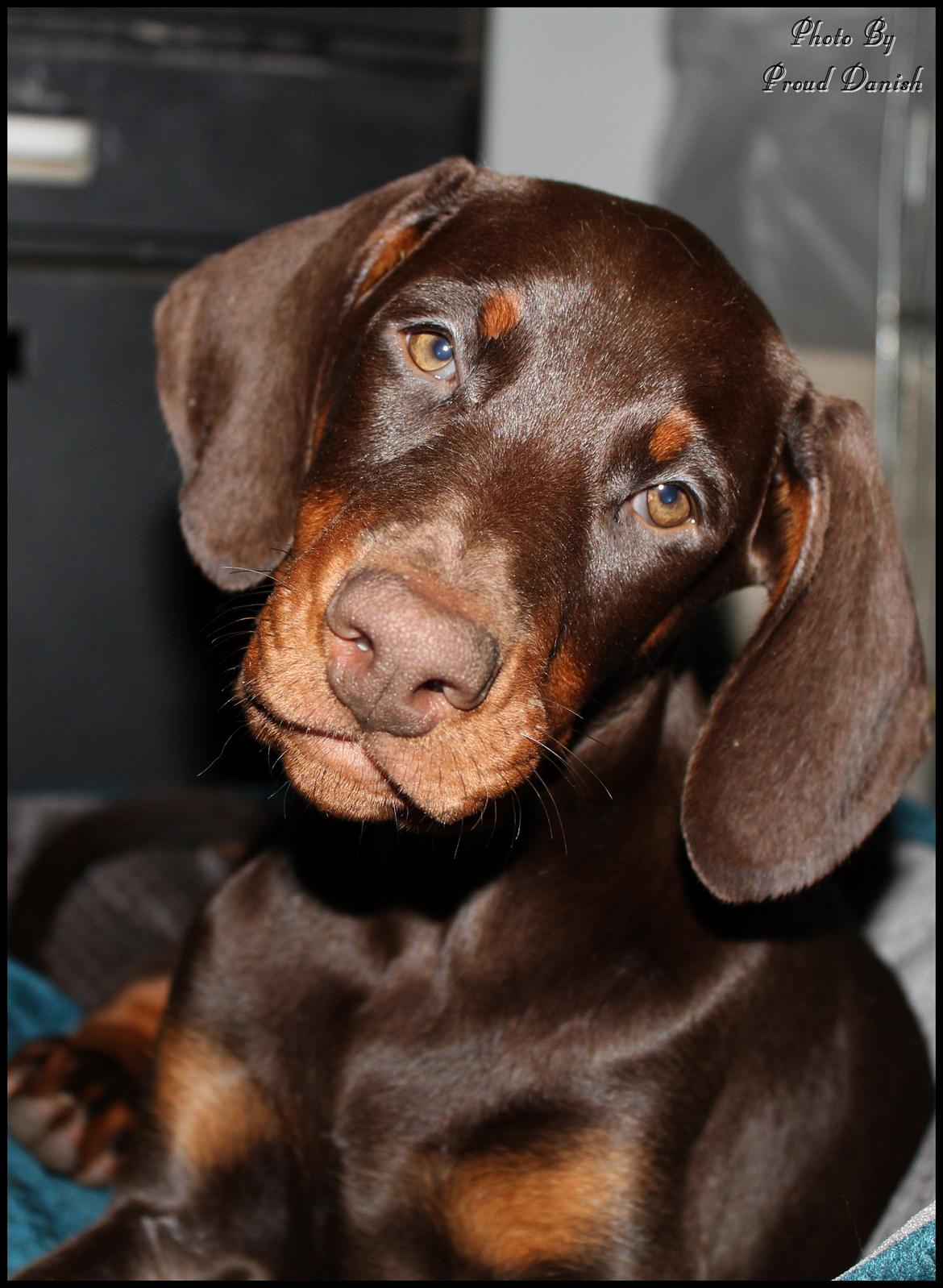 Dobermann LJCH From Island Korsika A Mill. $ Baby (Cocio) billede 13