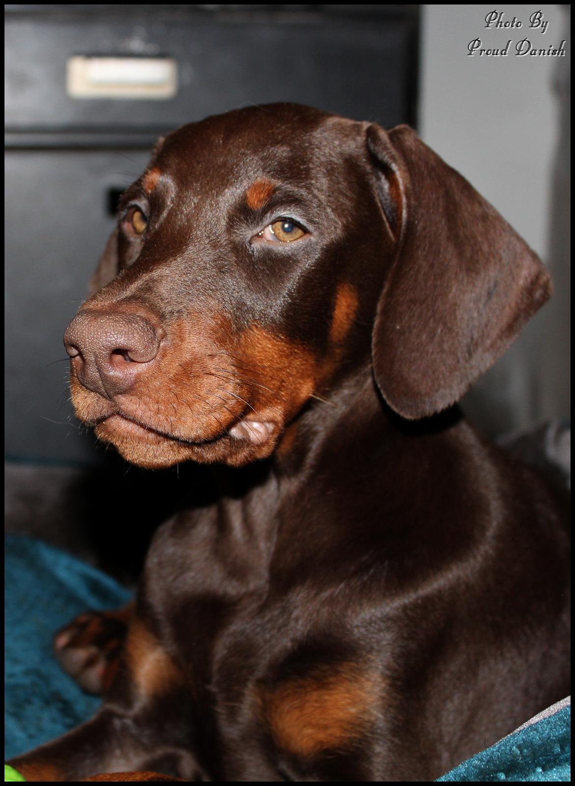 Dobermann LJCH From Island Korsika A Mill. $ Baby (Cocio) billede 21