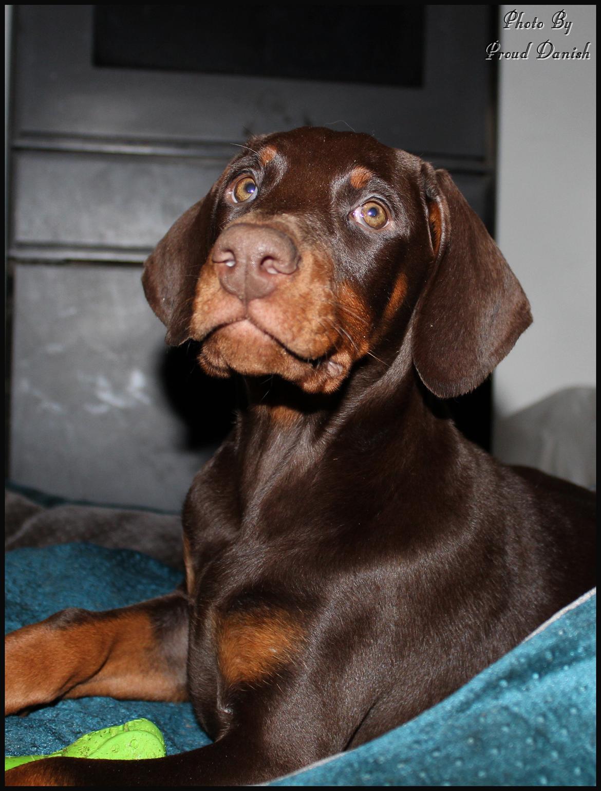 Dobermann LJCH From Island Korsika A Mill. $ Baby (Cocio) billede 22