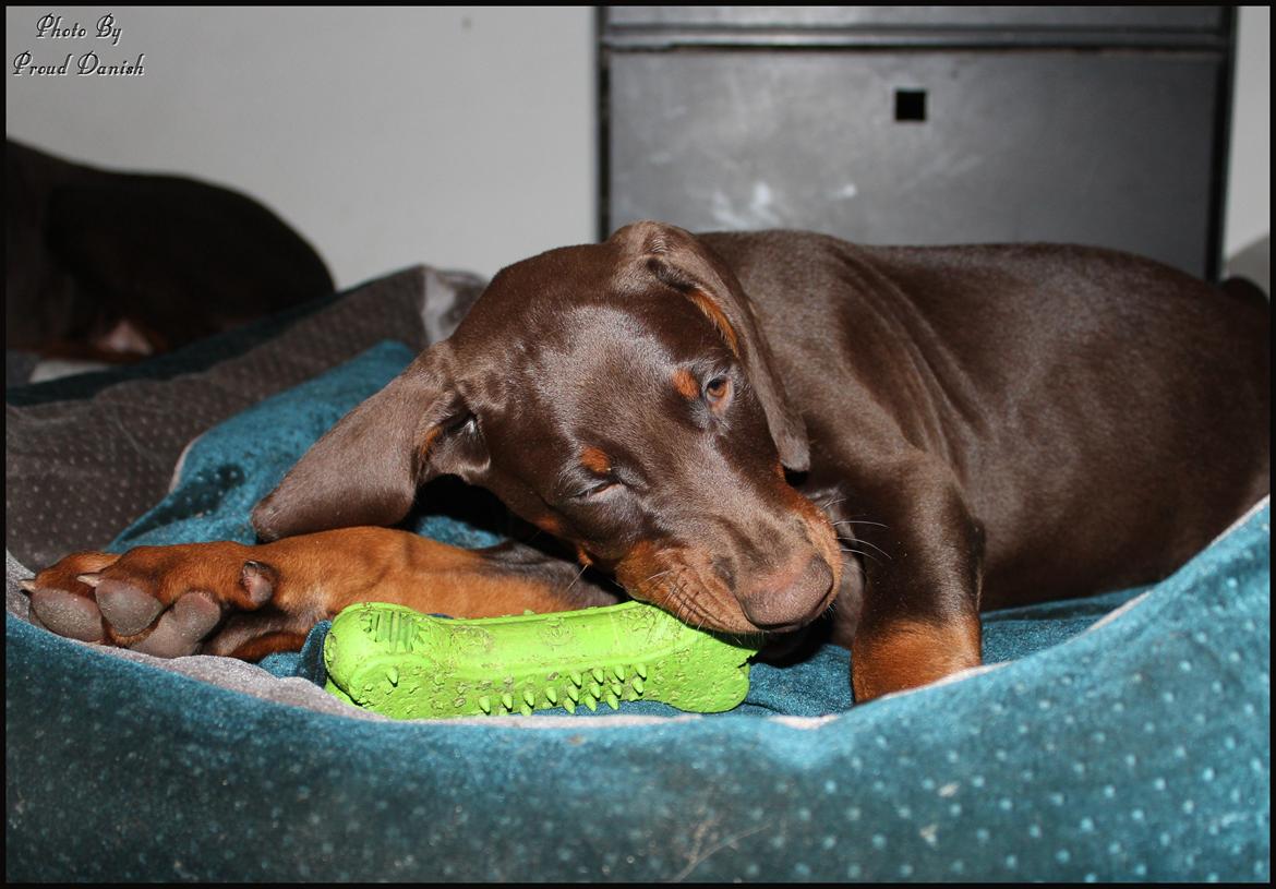 Dobermann LJCH From Island Korsika A Mill. $ Baby (Cocio) billede 23