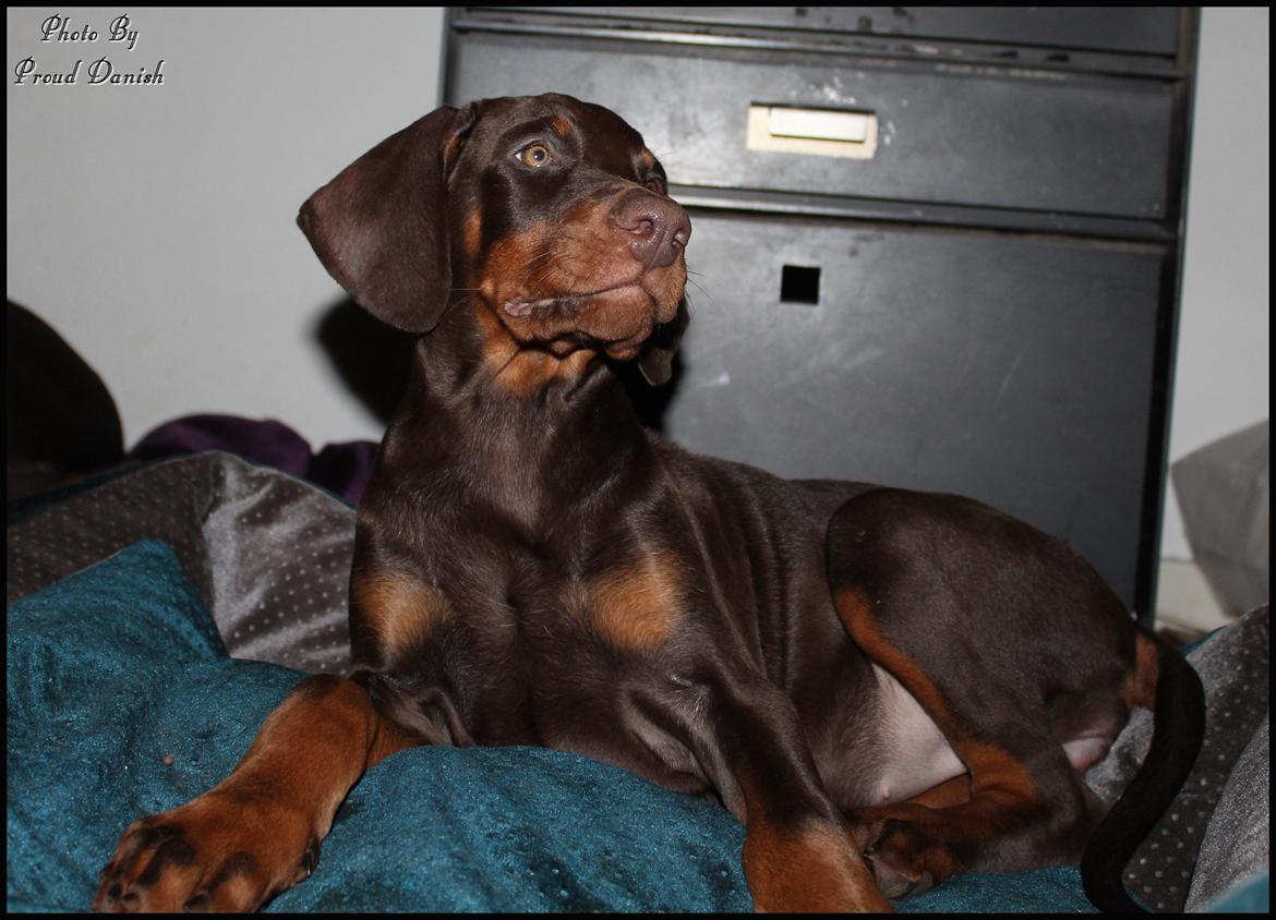 Dobermann LJCH From Island Korsika A Mill. $ Baby (Cocio) billede 24