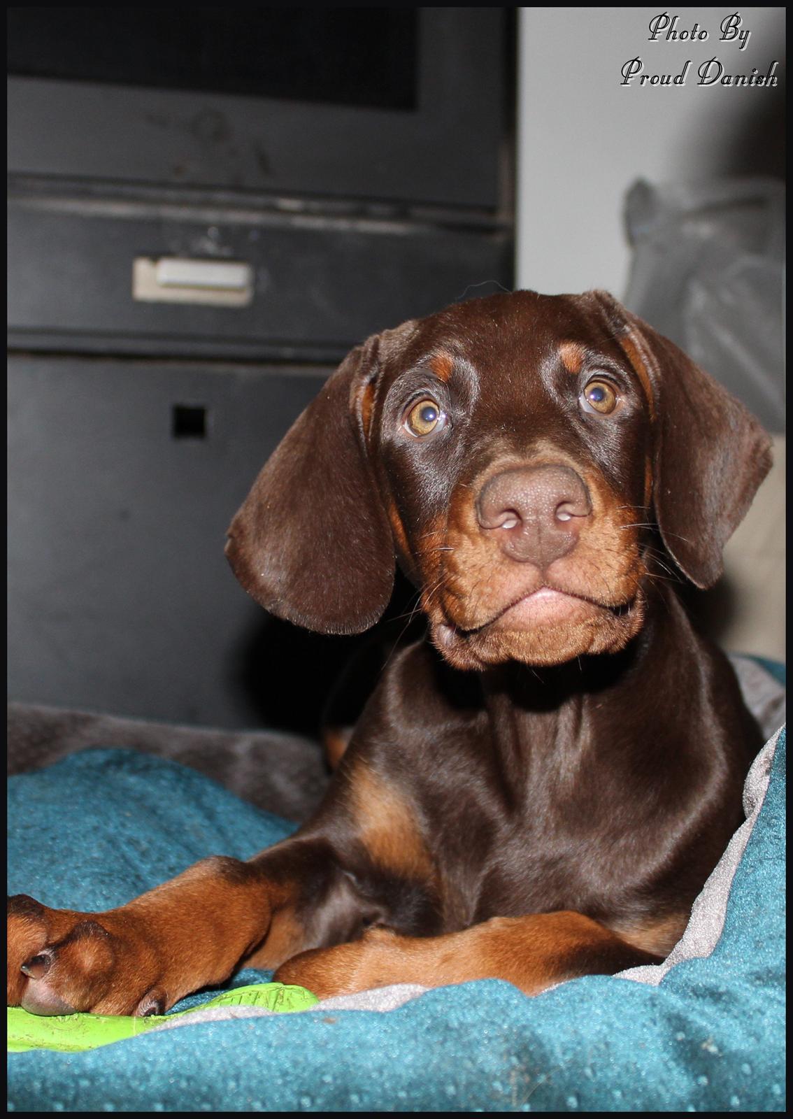 Dobermann LJCH From Island Korsika A Mill. $ Baby (Cocio) billede 25