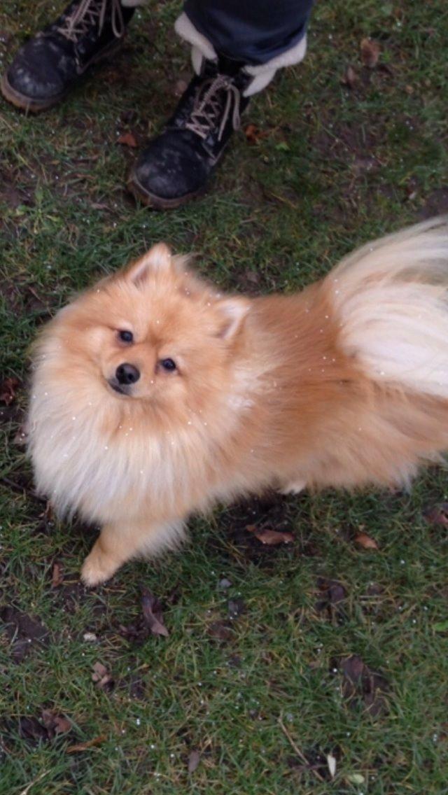 Pomeranian Topsy's Lasko billede 38