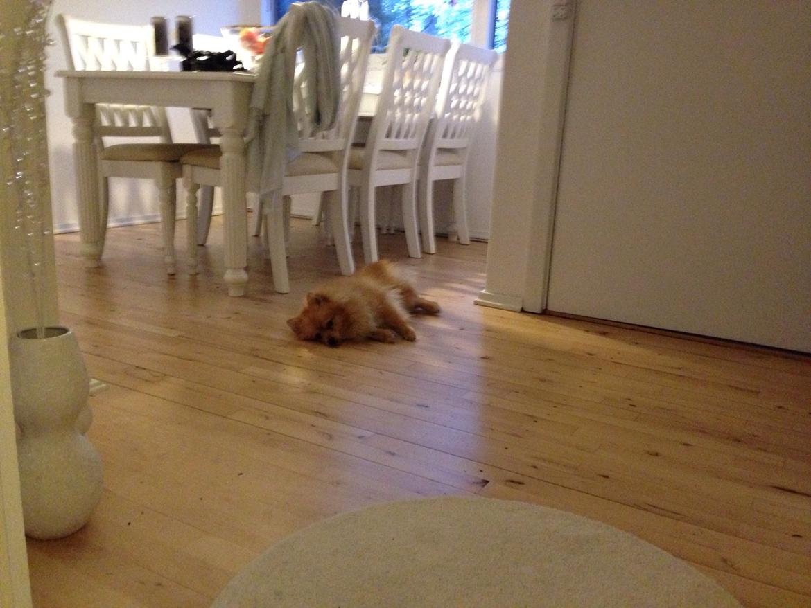 Pomeranian Topsy's Lasko billede 39